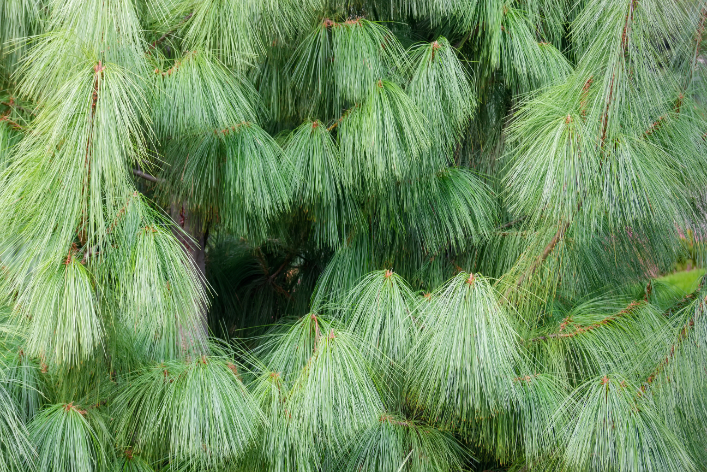 Dugačke igličaste grane himalajskog borovca Pinus wallichiana