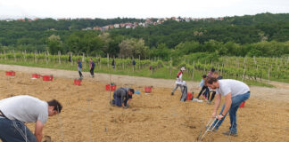 Najveća kolekcija autohtonih sorata vinove loze u Hrvatskoj