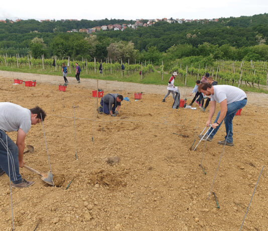 Najveća kolekcija autohtonih sorata vinove loze u Hrvatskoj Najveća kolekcija autohtonih sorata vinove loze u Hrvatskoj