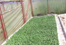 Uzgoj presadnica kupusnjača