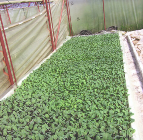 Uzgoj presadnica kupusnjača