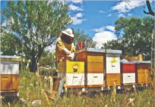 radovi u pčelinjaku