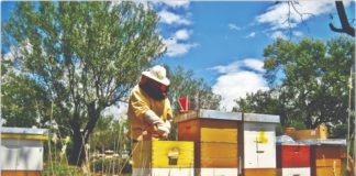 radovi u pčelinjaku