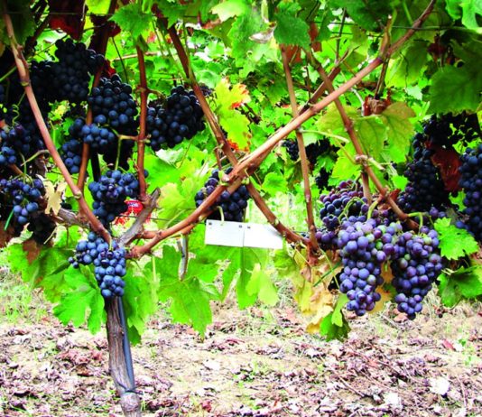 Prilagodba klimatskim promjenama izborom sorte vinove loze i podloge prilagodba sortimenta klimatskim promjenama