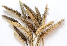 gljivični toksini u pšenici mikotoksini