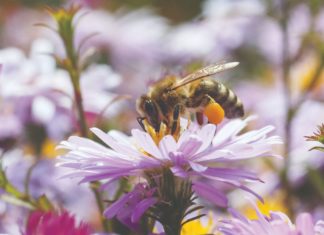 korist od pčela pčele