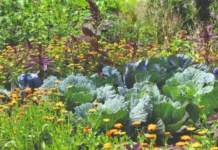 Kako postići ekološku ravnotežu u vrtu?