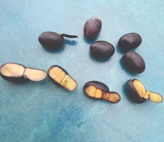 maslina nakuplja ulje