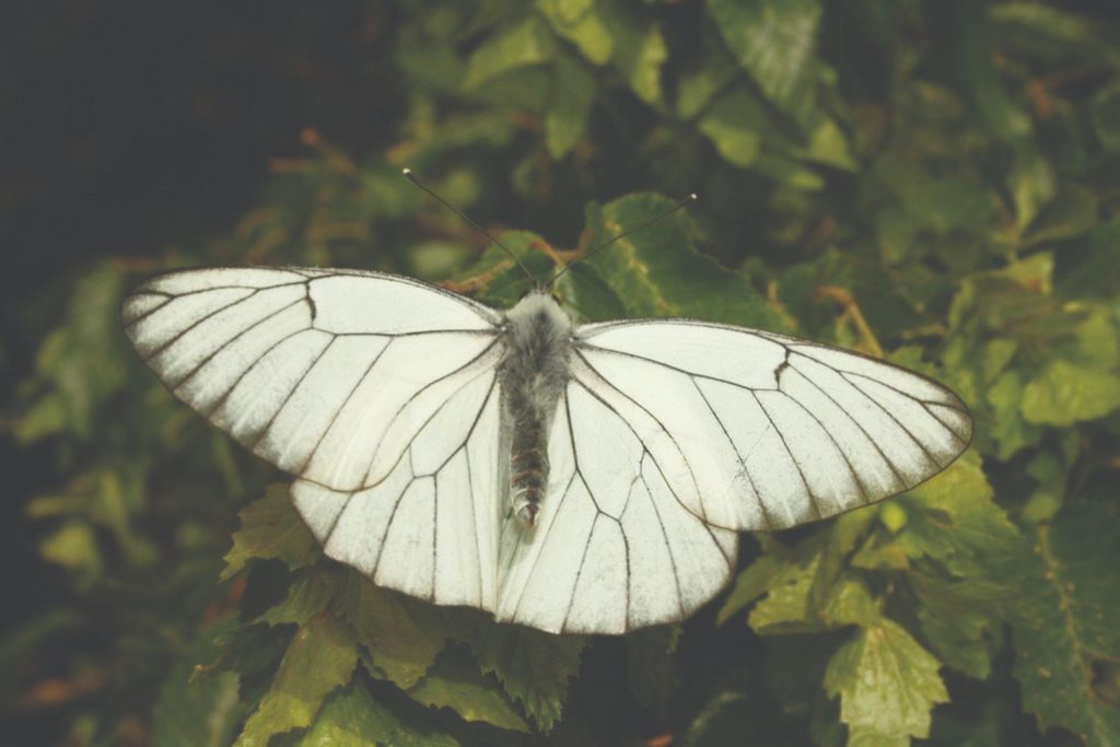 glogov bijelac leptir