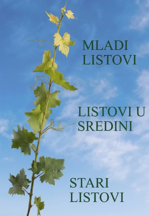 Lisna površina vinove loze