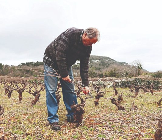 šampion sabatine vinarija palihnić vina palihnić pelješac