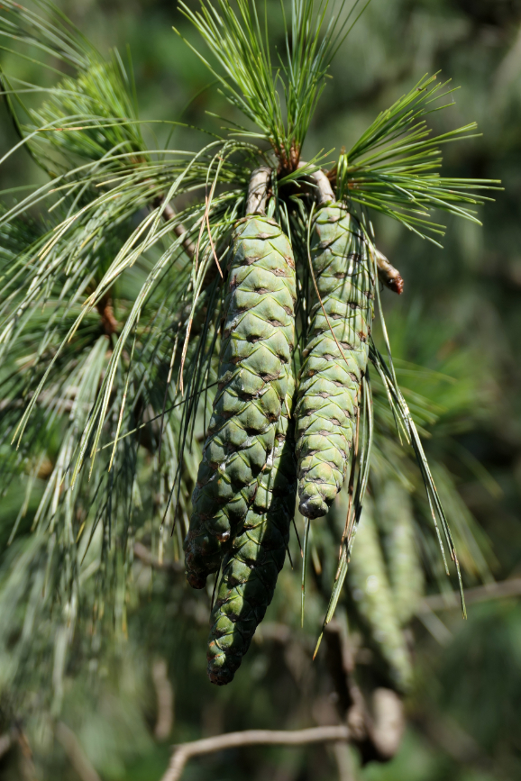 Dugi viseći češeri himalajskog borovca Pinus wallichiana