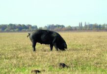 hrvatske izvorne pasmine svinja autohtone pasmine svinja