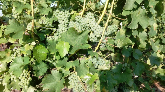 Grozd sauvignona izložen suncu