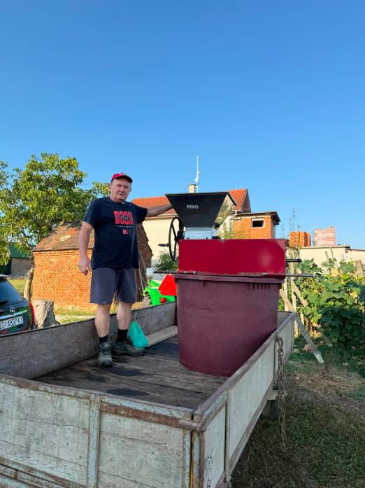 Berba grožđa sorte Solaris u vinogradu obitelji Hajak