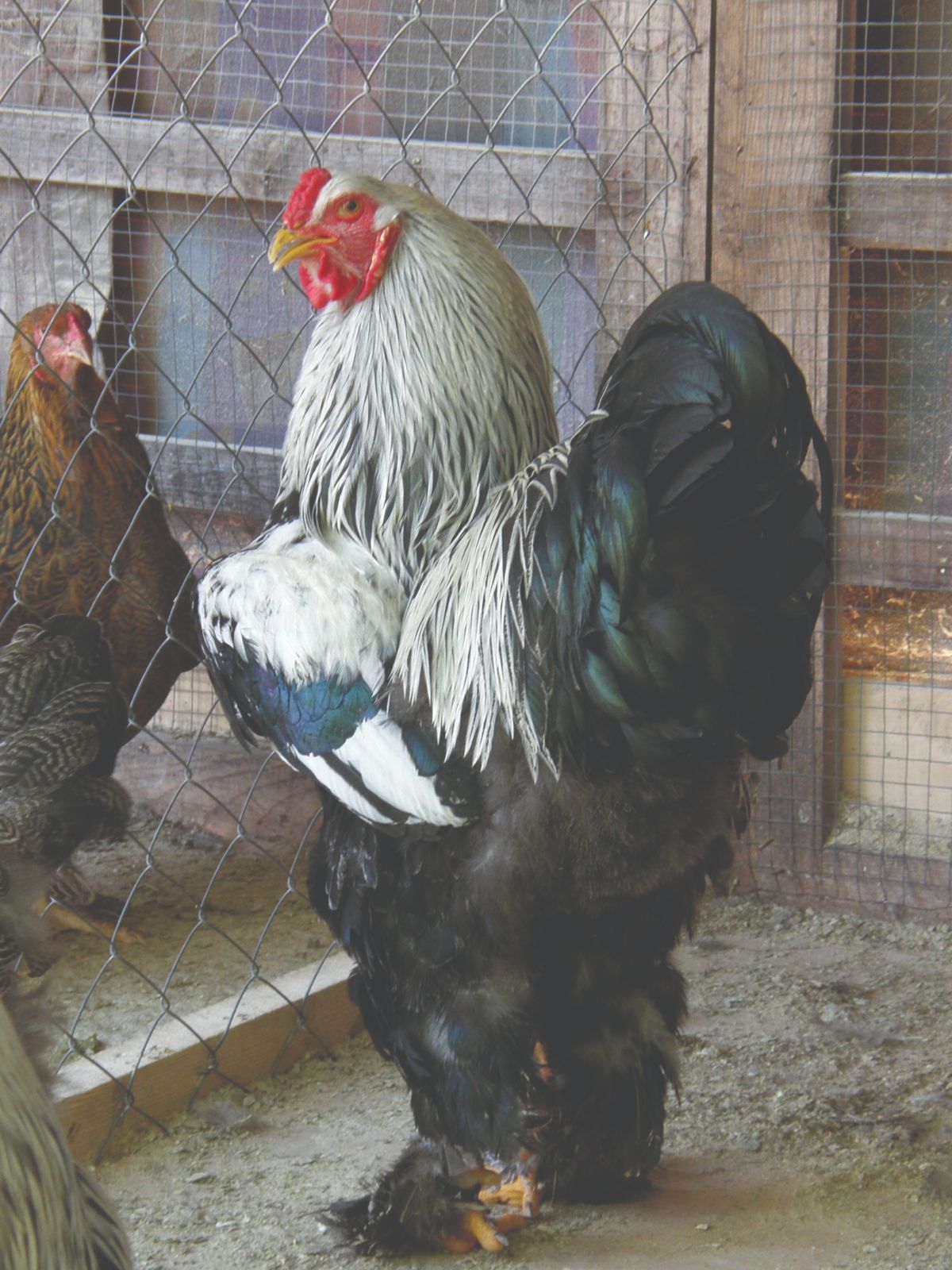 Divovska kokoš brahma - Gospodarski list