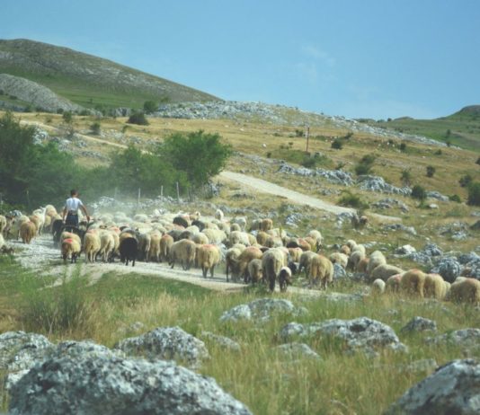 dani hrvatskih krških pašnjaka