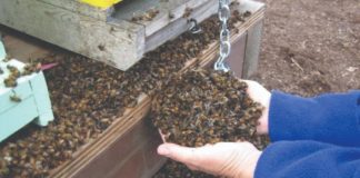 pomor pčela ugibanje pčela