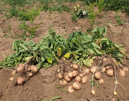 Strategije agrotehničkih mjera za postizanje stabilnih prinosa krumpira u uvjetima klimatskih promjena