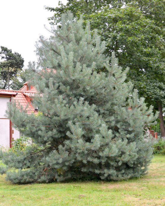 Ukrasni bijeli bor Pinus sylvestris Watereri