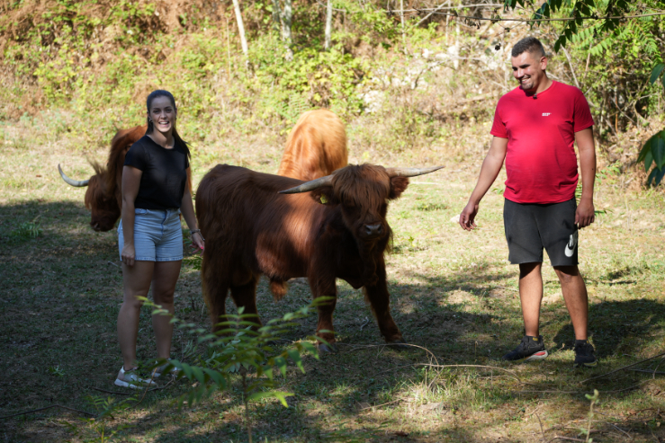 Antonio i Tea sa škotskim visinskim govedima