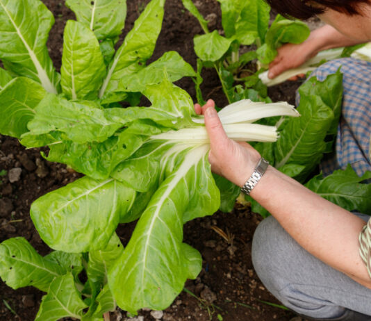 Berba blitve u kasnu jesen