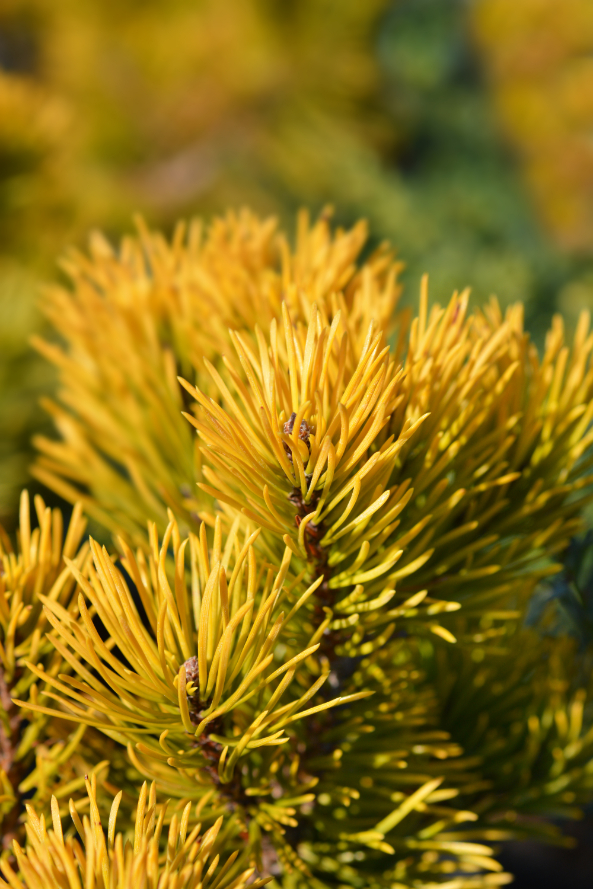 Patuljasti bor Pinus mugo Carsten's Wintergold sa žutim iglicama