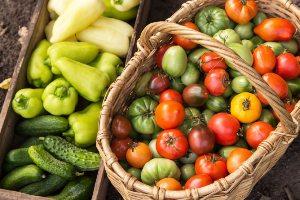 Plodovito povrće u vrtu tijekom ljetne vegetacije