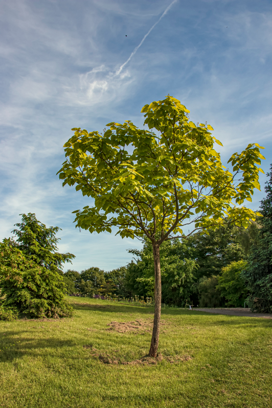 Paulovnija u prirodi