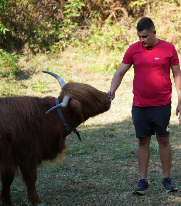 Škotsko visinsko govedo s dugim šiškama na paši