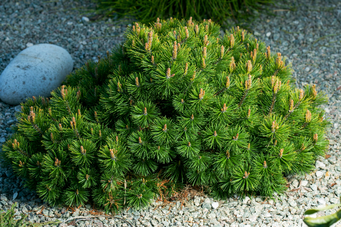 Polegnuti patuljasti bor Pinus mugo var. pumilio