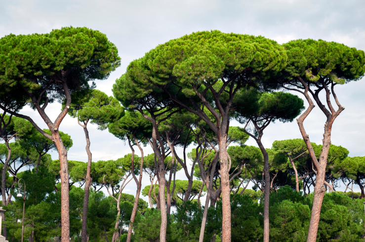 Pinija Pinus pinea s kišobranastom krošnjom