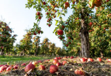Toplinski stres i rokovi berbe