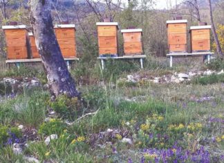 smještaj košnica nabava pčela