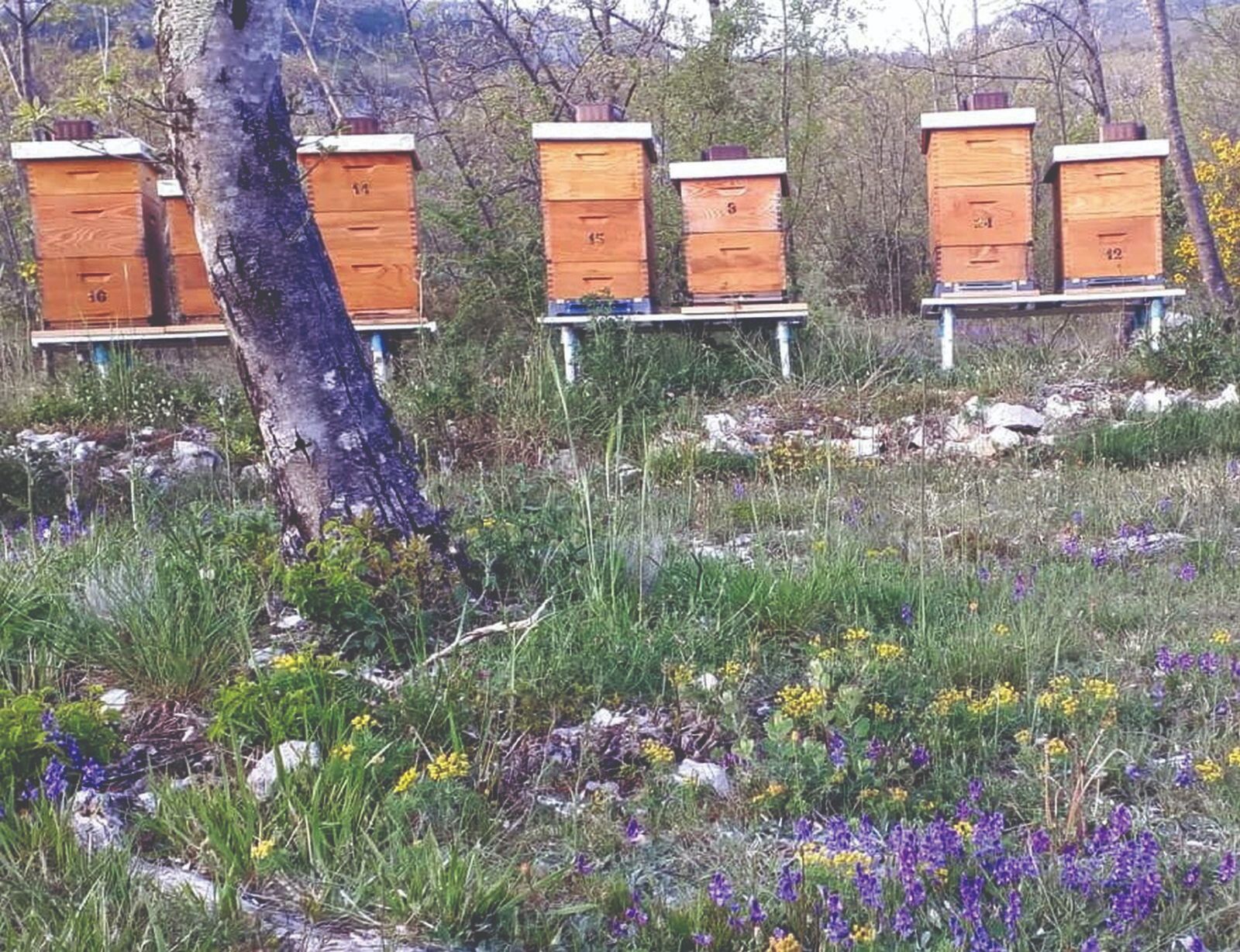 smještaj košnica nabava pčela