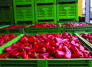 Proizvodnja paprike za preradu u ajvar