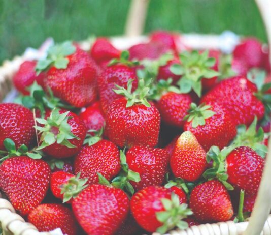 Jagode – isplati li ih se uzgajati? Jagode - isplati li ih se uzgajati?