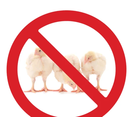 Povećanje samodostatnosti pilećeg mesa ili ekološka bomba?