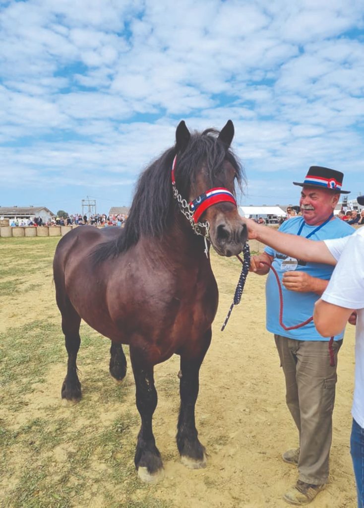 Patrik, šampion državne stočarske izložbe konja