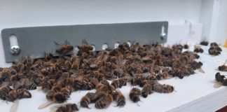 saniranje šteta pomor pčela