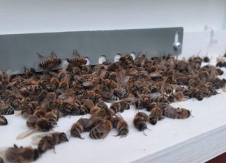 saniranje šteta pomor pčela