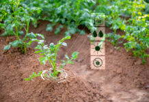 Proizvodnja krumpira u Hrvatskoj je na prekretnici