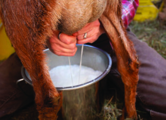 Proizvodnja ovčjeg i kozjeg mlijeka