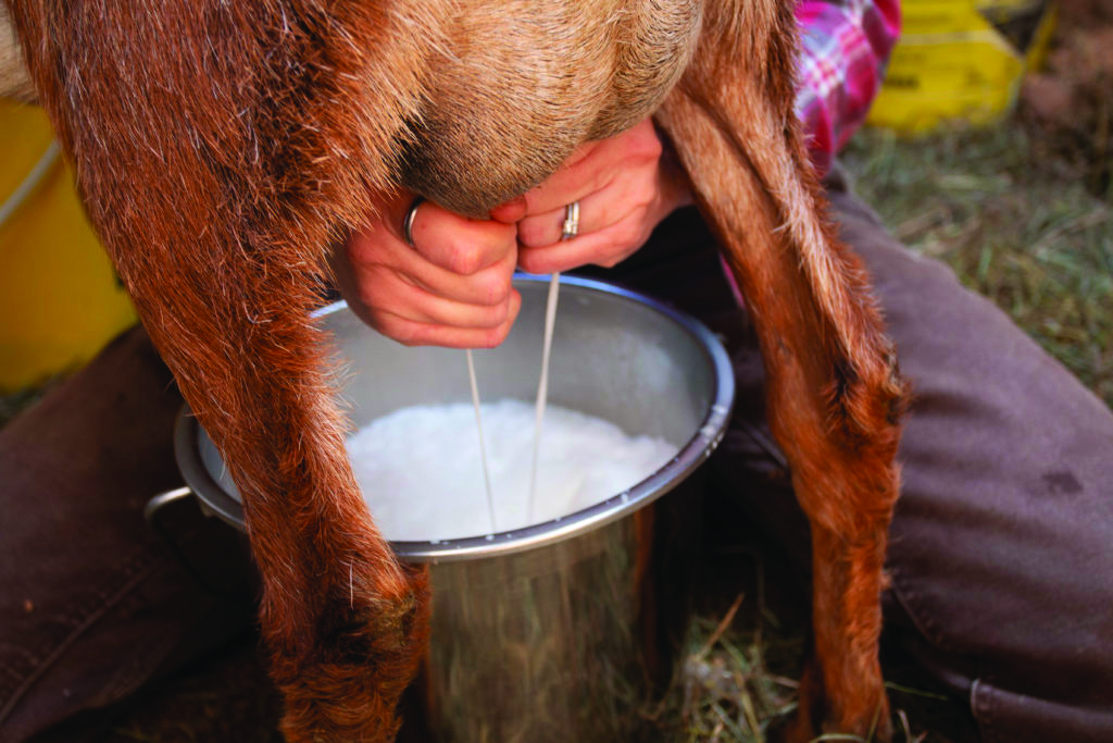 Proizvodnja ovčjeg i kozjeg mlijeka