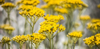 Zašto se odlučiti na uzgoj ljekovitog i aromatičnog bilja?