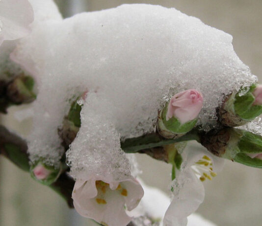 KAKO KLIMATSKE PROMJENE UTJEČU NA NAŠE VOĆNJAKE?