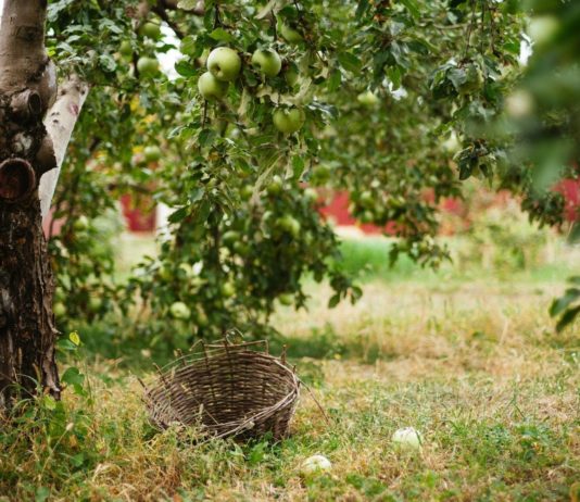 Sorte Jabuka u našim voćnjacima