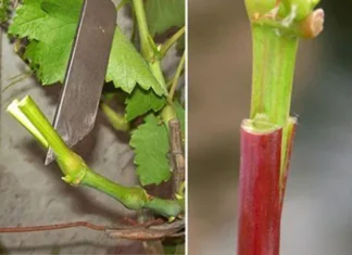 cijepljenje na zeleno rpecijepljivanje vinove loze