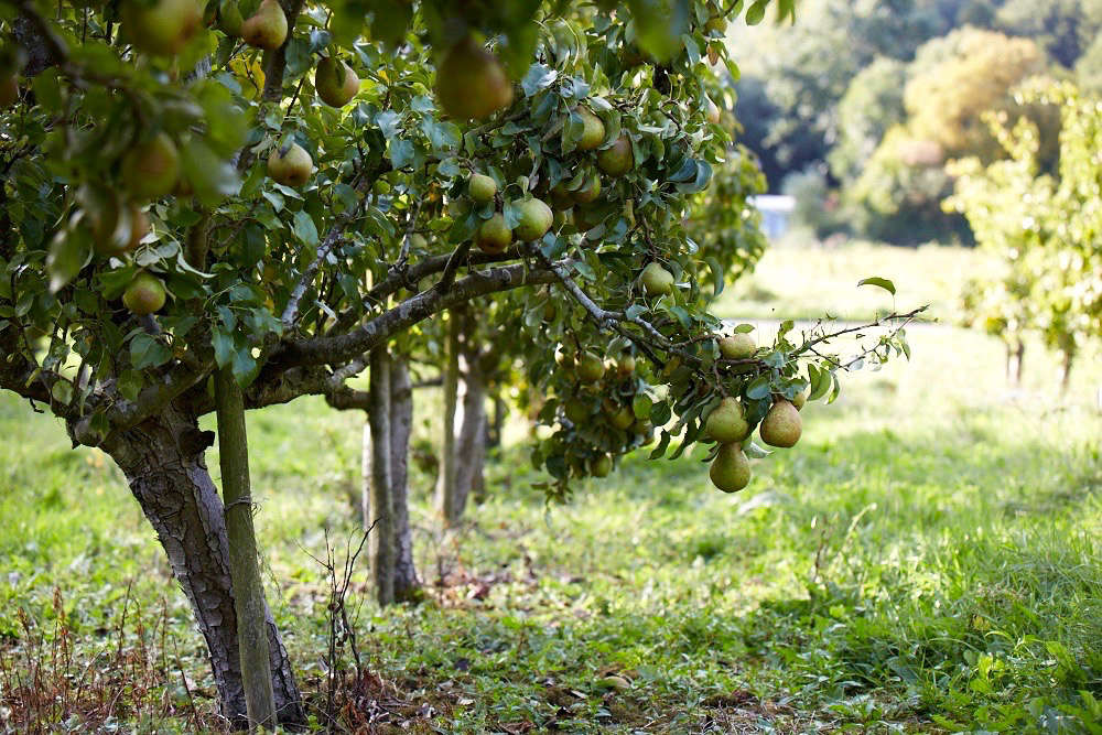 Sadnja voćaka s posebnim osvrtom na jabuku i krušku