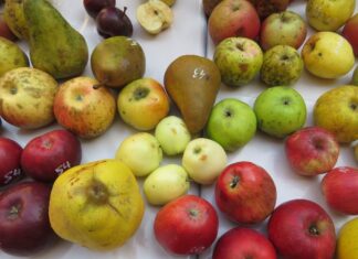 Stare sorte voćaka vraćaju se u Križ